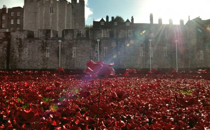 Poppies