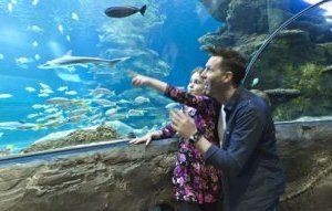 https://www.daysoutguide.co.uk/media/426870/sealife-london.jpg