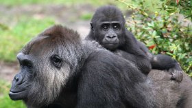 Gorilla baby and mother