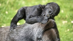 Gorilla baby and mother, shutterstock