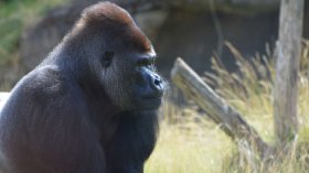 Kumbuka the gorilla at ZSL London Zoo