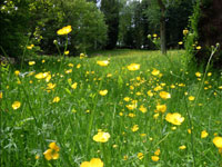 The Savill Garden,  Windsor Great Park