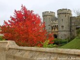 Windsor Castle website