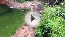 Animals of ZSL London Zoo HD 1080p