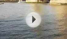 Crocodile in Thums River Near London Tower Bridge