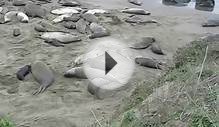 Elephant Seals near Hearst Castle