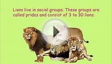interesting facts about lions-for kids
