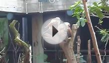 LONDON ZOO