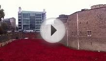Poppies in Moat Tower of London awesome