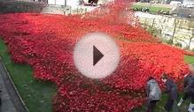 TOWER OF LONDON MOAT POPPIES DISPLAY