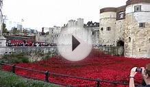 Tower of London Poppies November 2014