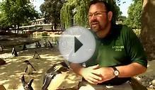 ZSL London Zoo Keeper tells us about the brand new penguin